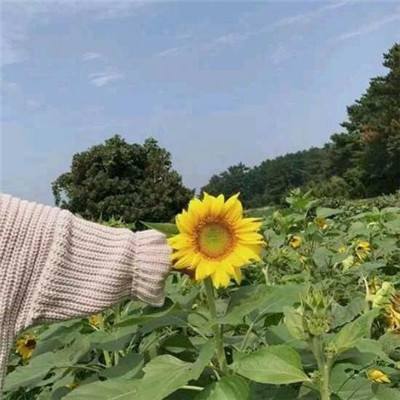 姬魔恋战纪手游下载